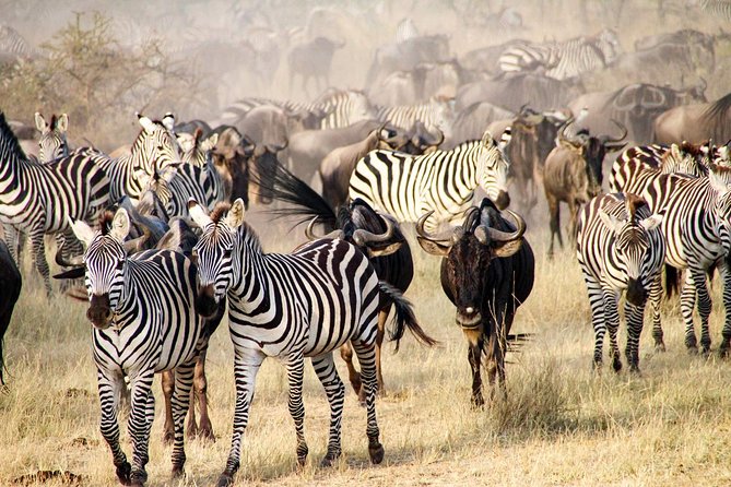 6 Days best adventure kilimanjaro ,Tarangire ,Serengeti &Ngorongoro crater - Why the $1,325 price can feel fair on this route