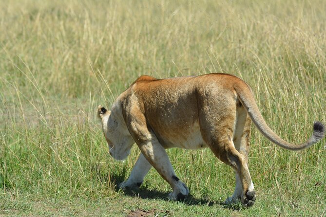 6 Days Big Five Tanzania Safari - Kilimanjaro Airport to Arusha: Getting your bearings fast