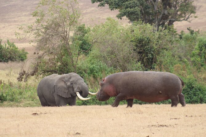 6 Days Big Five Tanzania Safari - Ngorongoro Crater: Down more than 600 meters, then scan the ecosystem