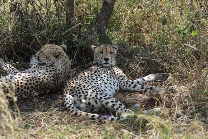 6 Days Big Five Tanzania Safari - Arusha on the last day: School visit, coffee lunch, SHANGA stop