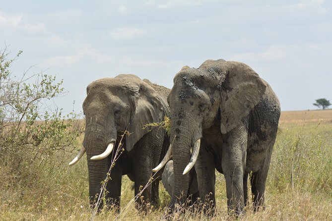 6 Days Big Five Tanzania Safari - The guides here matter, and you’ll feel it in the spotting