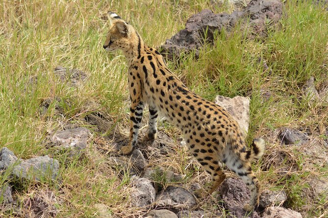 6 Days Big Five Tanzania Safari - Price and value: What $2,858 per person is really buying