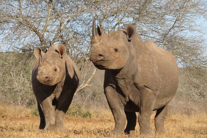 6 Days Big Five Tanzania Safari - Tarangire National Park: Elephants, water, and the game-of-chance predators