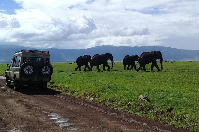 6 Days Budget Tanzania Camping Safari - Day 2 Lake Manyara: full-day drive with a true second act