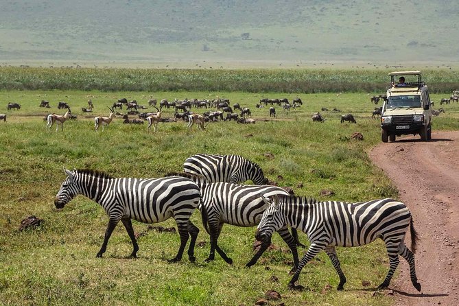 6 Days Budget Tanzania Camping Safari - Days 3 and 4 Serengeti: from sunset scouting to long animal searching