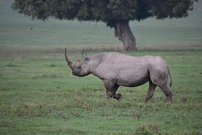 6 Days: Classic Camping( Tarangire, Manyara, Serengeti And Ngorongoro). - Safari camping from Moshi: how this route actually plays