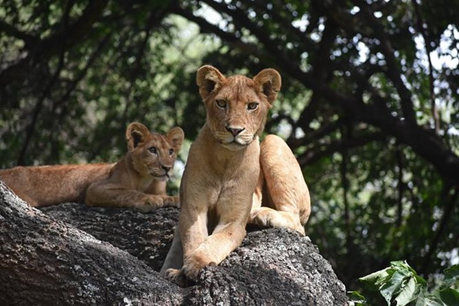 6 Days: Classic Camping( Tarangire, Manyara, Serengeti And Ngorongoro). - Serengeti National Park: two days of big-cat odds and better chances to get it right
