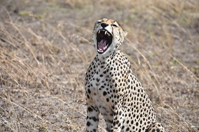 6 Days: Classic Camping( Tarangire, Manyara, Serengeti And Ngorongoro). - Tarangire National Park: elephants and the confidence of your first full drive