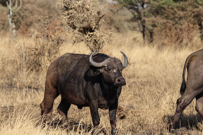 6 Days Enchanting Tanzania Safaris - Mid Range Safari - Serengeti Morning Game Drive and an Optional Balloon