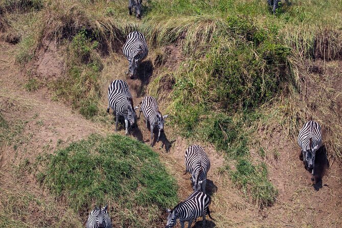 6 Days Enchanting Tanzania Safaris - Mid Range Safari - Ngorongoro Crater: A Big Descent Into Dense Wildlife