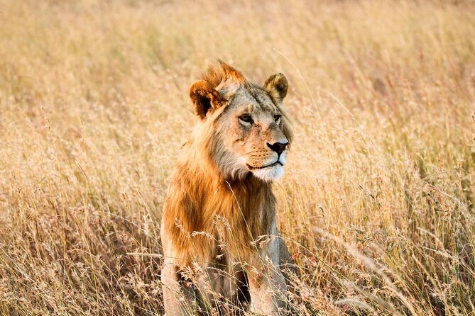 6 Days Enchanting Tanzania Safaris - Mid Range Safari - Returning to Moshi or Arusha With One Last Early Drive