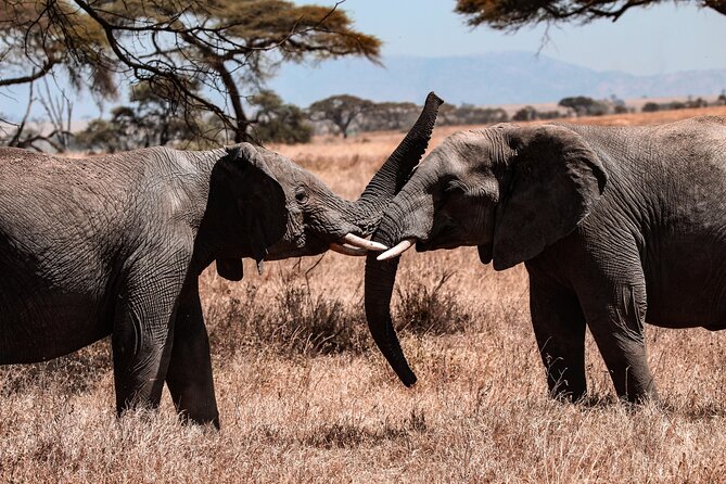 6 Days Enchanting Tanzania Safaris - Mid Range Safari - Mid-Range Price: What $2,887.83 Gets You (and Why It Can Be Good Value)