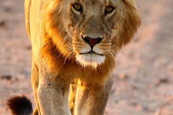 6 Days Enchanting Tanzania Safaris - Mid Range Safari - Serengeti via Karatu: The Seronera Water Supply Zone