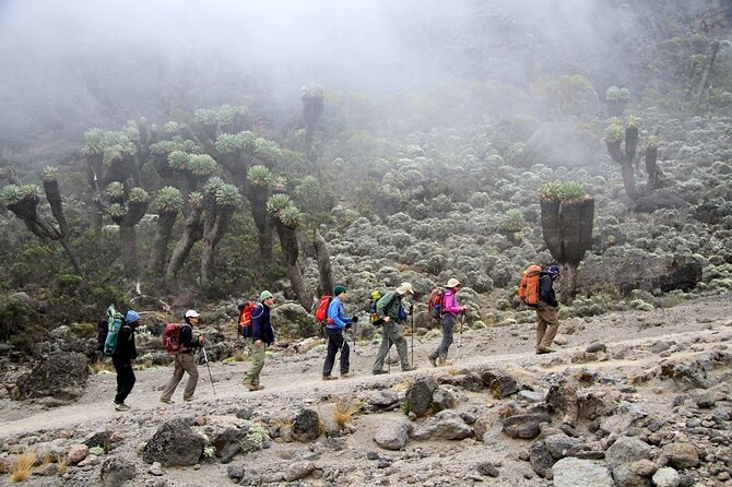 6 Days: Hiking Kilimanjaro via Machame Route - Day 3: Lava Tower approach, Barranco Valley, and Barranco Camp (the favorite stop for many)