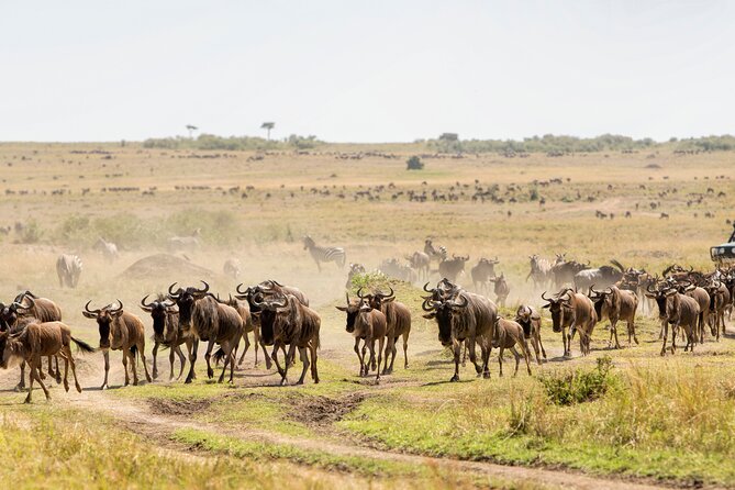 6 Days in the Wild – A Budget Safari Across Tanzania’s Icons - Day 4 Ngorongoro Crater and the Maasai Boma, Culture With Cattle Work Included