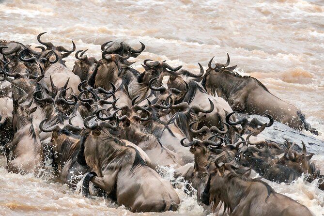 6 Days in the Wild – A Budget Safari Across Tanzania’s Icons - Day 5 Lake Manyara, Tree-Climbing Lions and Birdwatching Time