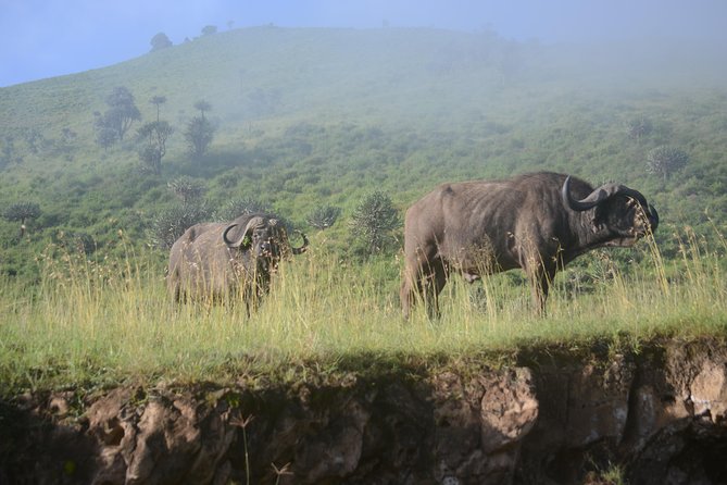 6 Days lodge &camping tour Serengeti ,Tarangire ,Ngorongoro Crater and Manyara - Day 1 from Arusha to Tarangire National Park, baobabs and elephants
