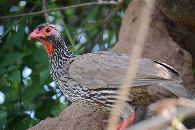 6 Days lodge &camping tour Serengeti ,Tarangire ,Ngorongoro Crater and Manyara - Ngorongoro Conservation Area transfer and Simba Campsite time near the rim