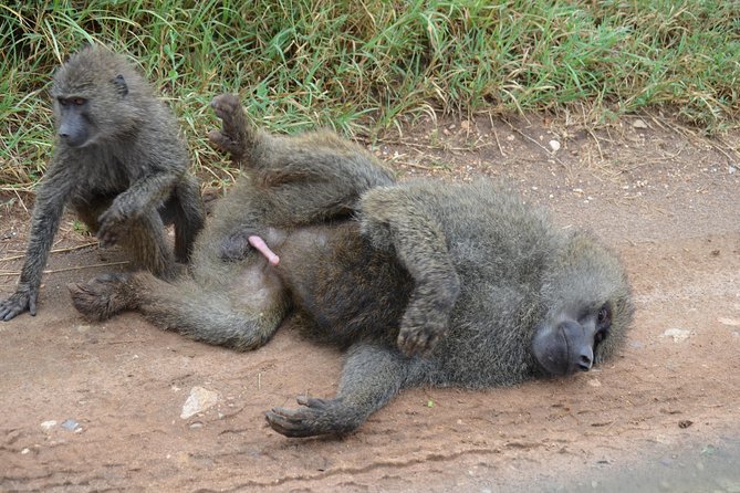 6 Days lodge &camping tour Serengeti ,Tarangire ,Ngorongoro Crater and Manyara - Ngorongoro Crater at 06:30, descending over 600 meters into wildlife density