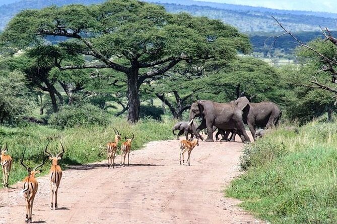 6 Days lodge &camping tour Serengeti ,Tarangire ,Ngorongoro Crater and Manyara - Lake Manyara after the crater, baboons, flamingos, and a tree-climbing lion possibility