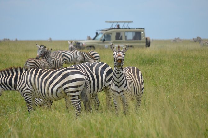 6 Days lodge &camping tour Serengeti ,Tarangire ,Ngorongoro Crater and Manyara - Price and value: $1,600 for a four-park, early-start safari