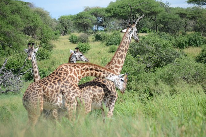 6 Days lodge &camping tour Serengeti ,Tarangire ,Ngorongoro Crater and Manyara - Guides, group size, and why vehicle time matters