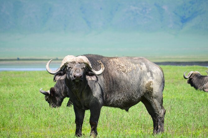 6 Days lodge &camping tour Serengeti ,Tarangire ,Ngorongoro Crater and Manyara - Early Serengeti game drive at 06:30, cats, mist, and breakfast in the bush