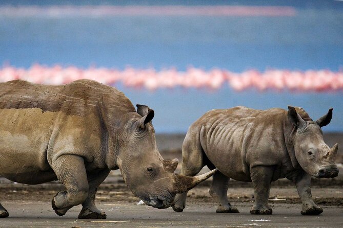6 Days Lodge & Tented Camp Luxury - The Serengeti Trail & Tarangire - Entering Africa’s Safari Triangle in 6 Days