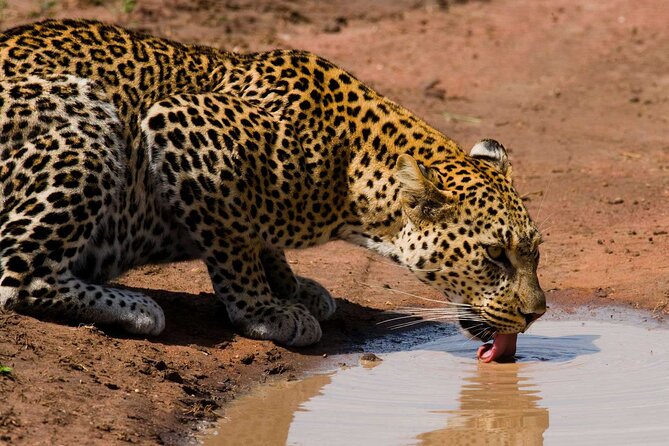 6 Days Lodge & Tented Camp Luxury - The Serengeti Trail & Tarangire - Serengeti Days: Why Two Game Drives Beats One Long Push