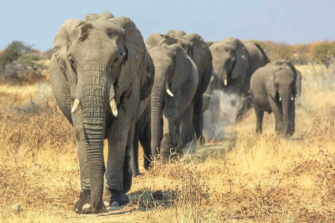 6 Days Lodge & Tented Camp Luxury - The Serengeti Trail & Tarangire - Maasai Village Visit: Culture, Beliefs, and Real Human Stories