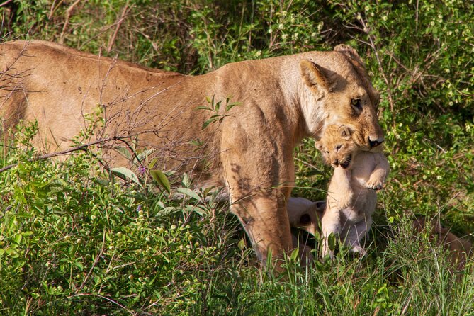 6 Days Lodge & Tented Camp Luxury - The Serengeti Trail & Tarangire - Price and Value: Is $3,488 Reasonable for This Much Safari?
