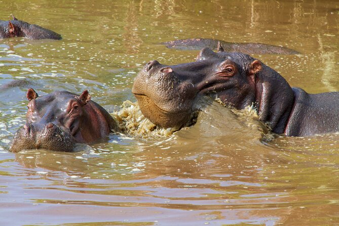 6 Days Lodge & Tented Camp Luxury - The Serengeti Trail & Tarangire - Day 1 in Arusha: Reset, Check Gear, Then Sleep Like You Mean It