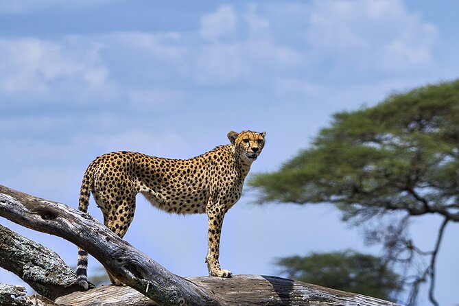 6 Days Luxury Migration Safari-Northern Tanzania - Luxury migration safari, what that really means on the ground