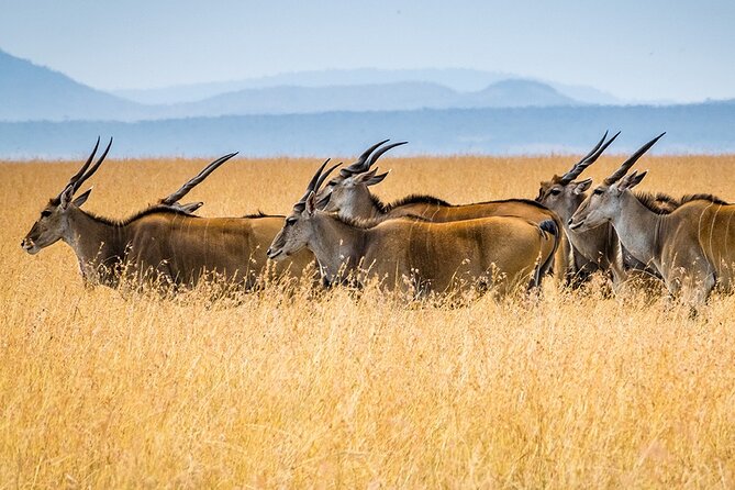 6 Days Luxury Migration Safari-Northern Tanzania - Days 2 and 3: Serengeti, migration pursuit, and optional Olduvai Gorge timing
