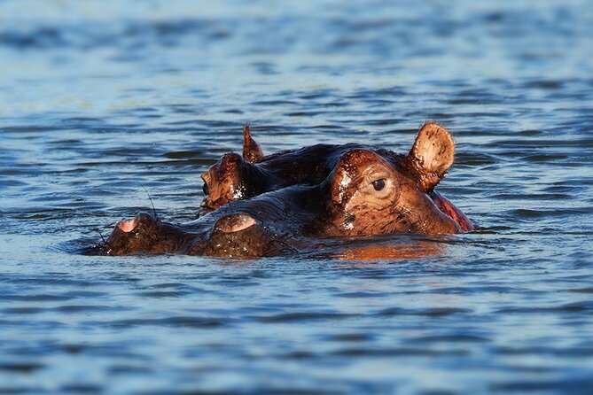 6 Days Luxury Migration Safari-Northern Tanzania - Days 4 and 5: More Serengeti time, then the crater