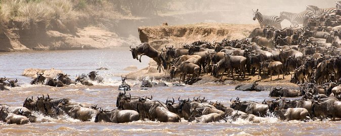 6 Days Luxury Migration Safari-Northern Tanzania - Your private vehicle and guide, the hidden upgrade