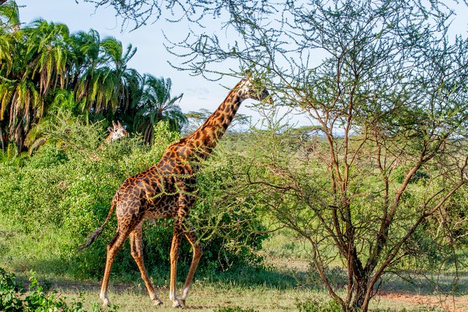 6 Days Luxury Northern Circuit Safari - A Glimpse of Tanzania Adventure - Lake Manyara: Tree-Climbing Lions and a Different Park Feel
