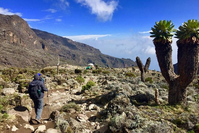 6 Days Machame Route Kilimanjaro Trekking - Day 2: Moorland, Heather Ridges, and Shira Campsite (9,400 to 12,500 ft)