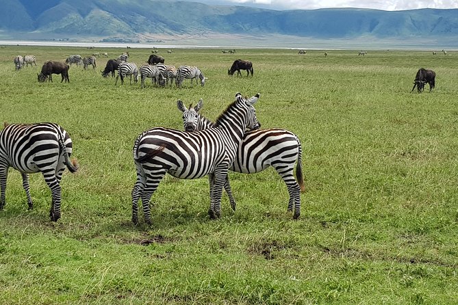 6 Days Mara River Crossing - The Great Migration - Day 1 Tarangire National Park: elephants, baobabs, and a calm start