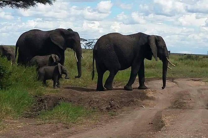 6 Days Mara River Crossing - The Great Migration - Day 2 Serengeti National Park: plains first, migration follows