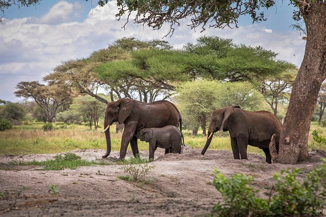 6 Days Private Budget Safari - Tarangire National Park: elephants, baobabs, and a very long look out the window