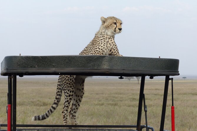 6 Days Private Budget Safari - Sunrise game drive and bush breakfast before Ngorongoro
