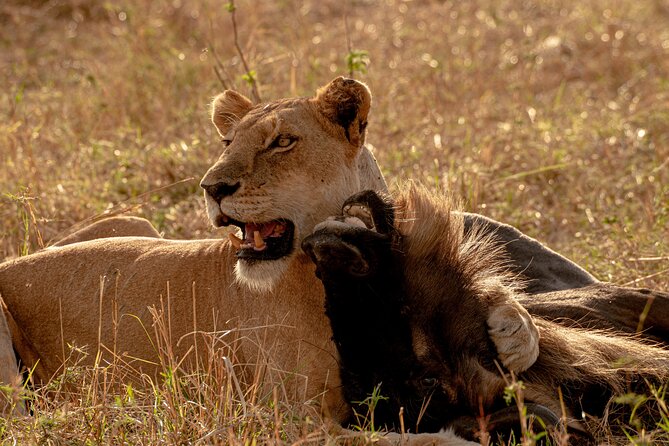 6 Days Private Safari Tour - Day 6: Lake Manyara morning walk options, then Arusha for your next step