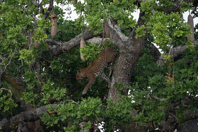 6 Days Private Safari Tour - Your guide and team matter: names like Eddy, Frank, Shaffi, and Assad