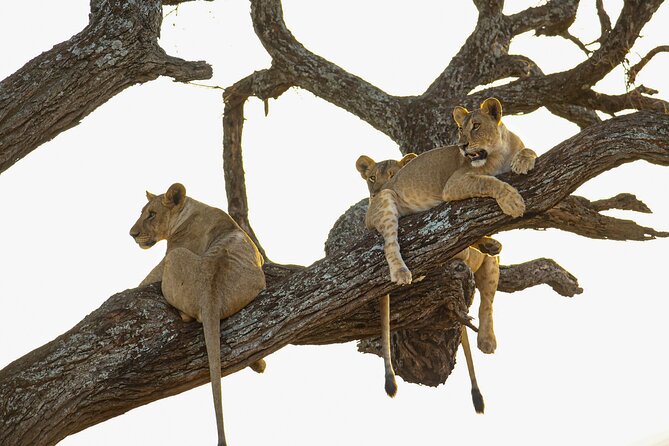 6 Days Private Safari with Mid-range Lodges or Camps - Key Highlights You’ll Actually Feel on Safari