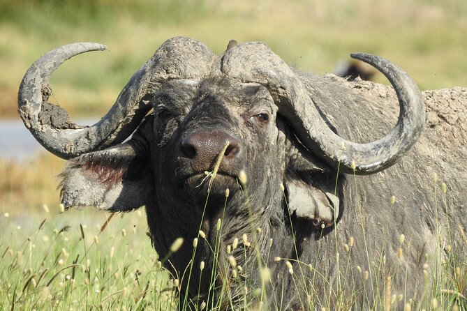 6 Days Private Safari with Mid-range Lodges or Camps - Entering The Northern Circuit From Arusha, Right Where It Starts to Matter