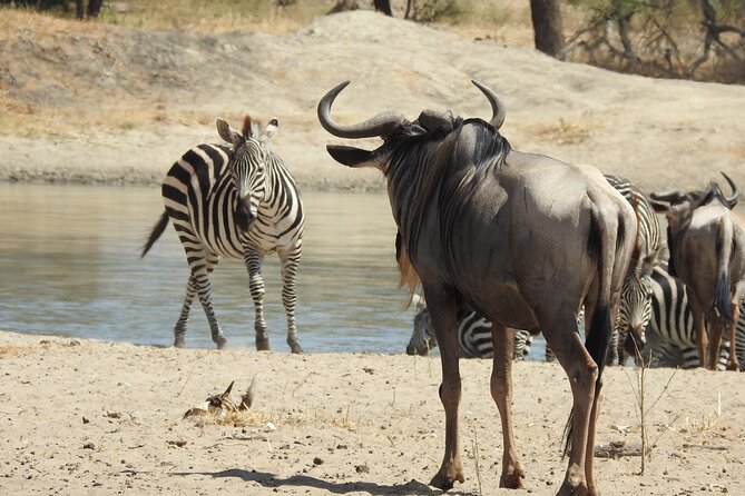 6 Days Private Safari with Mid-range Lodges or Camps - Serengeti Arrivals: The Park That Turns Each Turn Into a New Guess
