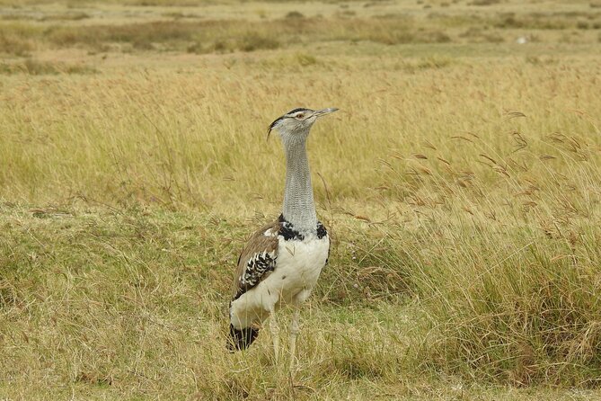 6 Days Private Safari with Mid-range Lodges or Camps - Ngorongoro Conservation Area Picnic, and Why the Route Counts