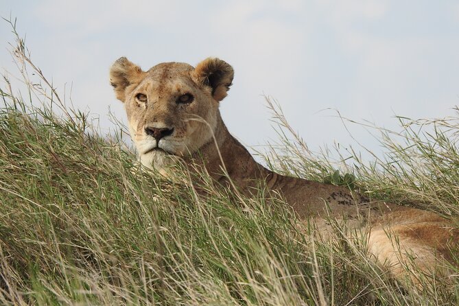 6 Days Private Safari with Mid-range Lodges or Camps - Mid-range Lodges and Tented Camps: What You Get for the Price
