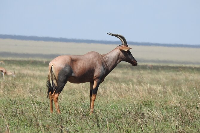 6 Days Private Safari with Mid-range Lodges or Camps - Who This Safari Fits Best, and Who Should Think Twice